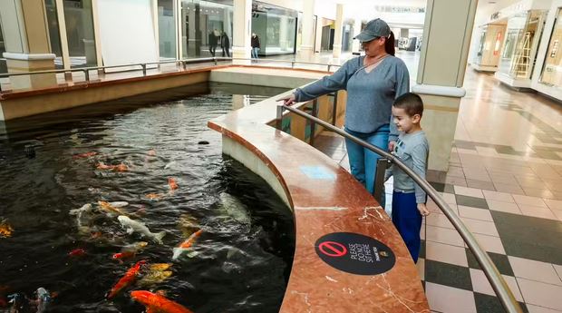 Sunrise Mall owners seeking new home for koi